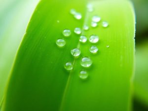 Foaie verde cu picături de rouă dimineața.